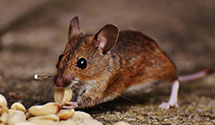 24 Hour & Emergency Exterminators in Alsace Manor, PA